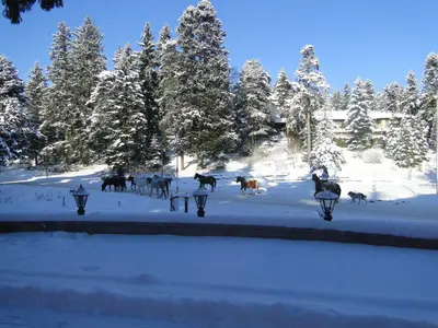a group of animals walking in the snow at Apartments Flora-Daisy in Borovets