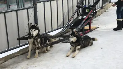 two dogs are sitting on a sled in the snow at Flora Ski-slope Studio Apartment in Borovets
