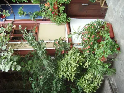 a bunch of potted plants on a wall at Hotel Alafrangite in Plovdiv