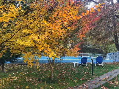 a tree with yellow and orange leaves next to two chairs at Family Hotel Delta in Ognyanovo