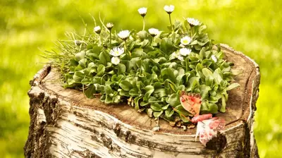 a pot of flowers on top of a tree stump at Boutique Hotel L do Rado in Sofia