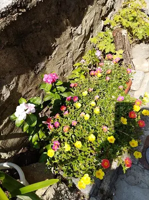 a garden with colorful flowers on a stone wall at Kamenitza Guest Flat in Plovdiv