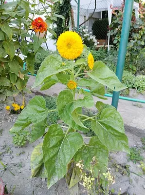 a plant with yellow and orange flowers in a garden at Kamenitza Guest Flat in Plovdiv
