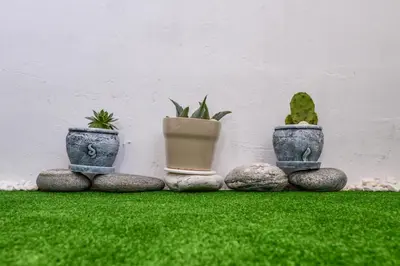 three potted plants are lined up against a wall at Atacama - spacious apartment in Lozenets area by Flat Mаnager by Flat Mаnager in Sofia