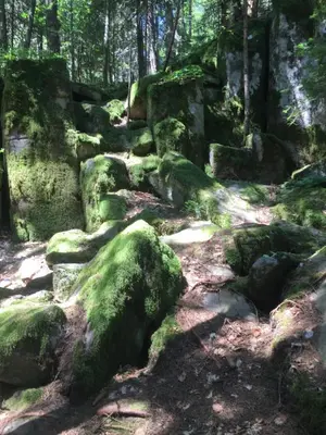 a forest with moss covered rocks and trees at RELAX aпартаменти, Смолянски езера, вила ВЕНЕРА, к-с Маунтин Лейк in Smolyan