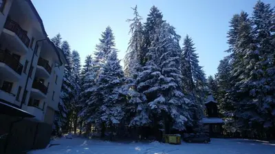 a group of trees covered in snow next to a building at Studio Villa Park 119 in Borovets