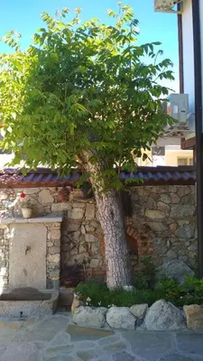 a tree in front of a stone wall at Боримечковата къща in Kalofer