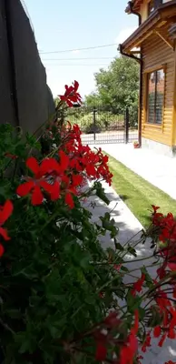 a bush of red flowers next to a house at Guest House Ideal in Sapareva Banya