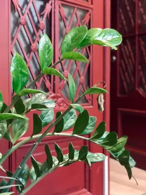 a green plant in front of a red door at SKYLER GUEST HOUSE in Plovdiv