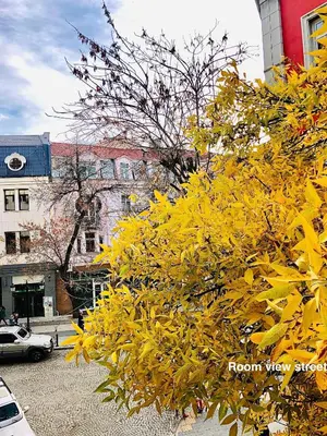 a yellow tree in front of a building at SKYLER GUEST HOUSE in Plovdiv