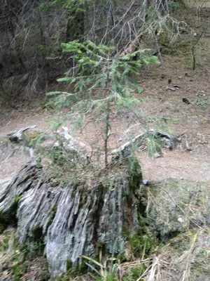 a small tree growing out of a tree stump at Къща Семково in Semkovo