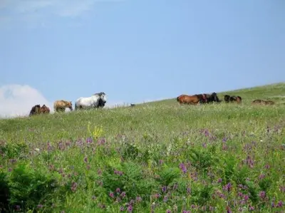 a group of cows standing on a hill in a field at Villa Cherven in Teteven