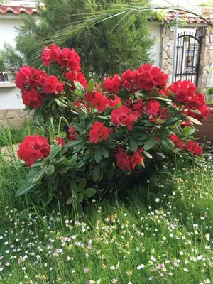 a bunch of red flowers in a garden at Guesthouse Elizabeth in Samokov