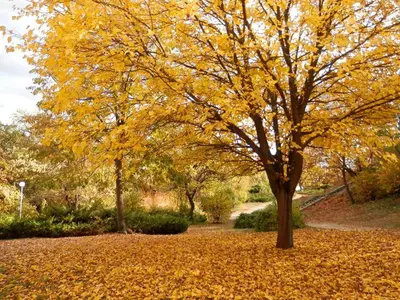 a tree with yellow leaves on the ground at Апартамент 13 in Hisarya