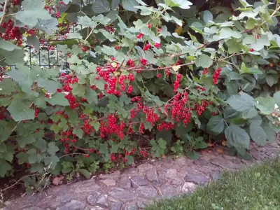 a bunch of red berries on a bush at Aleks Guest House in Samokov