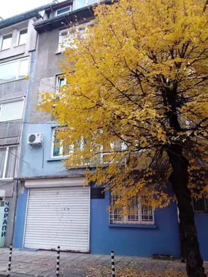 a yellow tree in front of a blue building at Mansard Art Studio - Central Sofia in Sofia