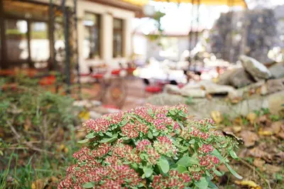 a bush of pink flowers in front of a building at Complex Praveshki Hanove in Pravets