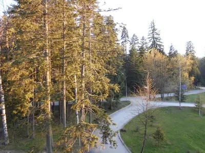 a winding road in a park with trees at NICE STUDIO in 
