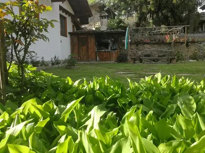 a hedge of green plants in front of a house at Слънчевата къща in Kovachevitsa