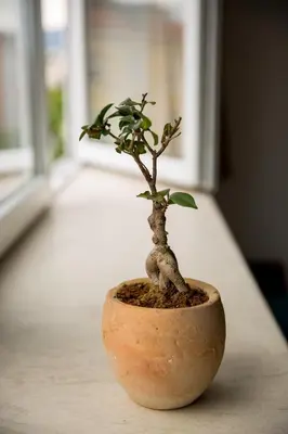 a small bonsai tree in a pot on a table at Design Apartment in Sofia top city center in Sofia