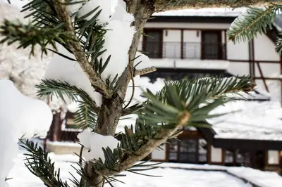 a pine tree with snow on its branches at Hotel Apostolite in Sandanski