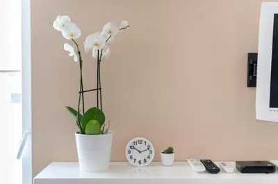 a vase with white flowers on a desk with a clock at Studio Talisman in Sofia