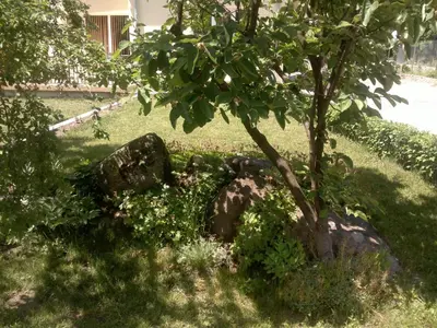 a statue in the grass next to a tree at Villa Nanevi in Teteven