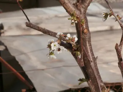 a branch of a tree with white flowers on it at Apartments in House Silent Nature in Sandanski