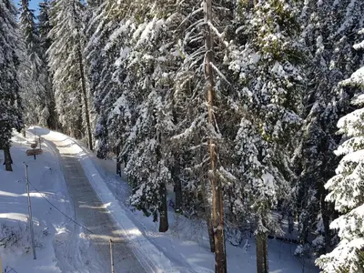 a snow covered tree on a snow covered road at Апартамент Pamporovo Palace in Pamporovo