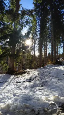a snow covered road with the sun shining through trees at Elitsa Apartment in Pamporovo