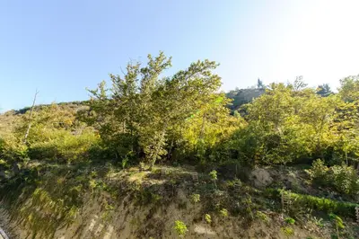 a tree on top of a hill with bushes at Rebus Apartments in Sandanski