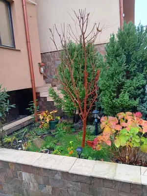a garden with a tree and flowers in front of a building at Apartament Emi in Sandanski