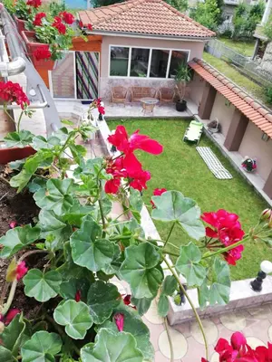 a garden with red flowers in front of a house at Приятелската къща in Velingrad