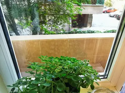 a potted plant sitting in front of a window at Rila Apartment in Sofia