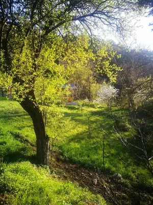 a tree in a field with green grass at Studio Anastasia in Sapareva Banya