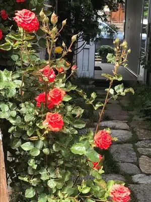a bush of red roses in front of a house at Hostel Pop Bogomil in Sofia