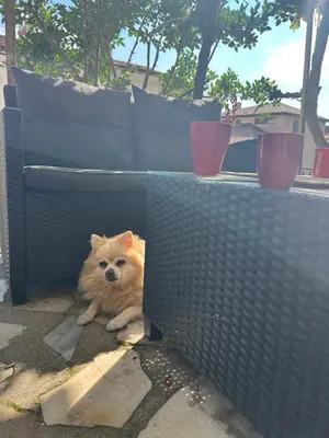 a small dog sitting under a fence at Didi Park House къща с две спални in Sandanski