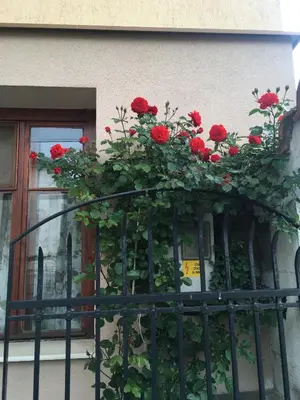 a bunch of red roses on a iron fence at Willy Villy`s house in Chepelare