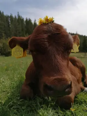 a brown cow laying in the grass in a field at Къща за гости Камината in Trigrad