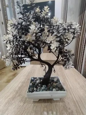 a bonsai tree sitting on top of a table at Каламанди in Asenovgrad