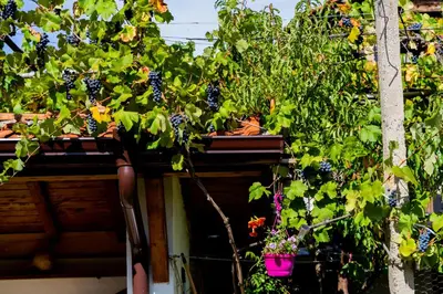 a bunch of plants on top of a building at Къща Лиляна in Resilovo
