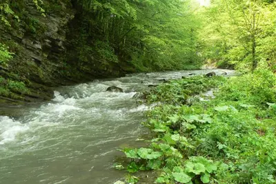 a river flowing through a lush green forest at Nordic Villa Chiflika in Chiflik