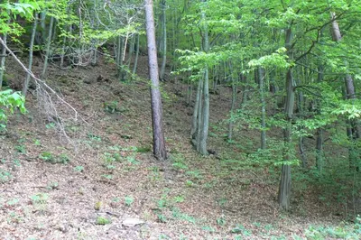 a wooded area with trees and leaves on the ground at Nordic Villa Chiflika in Chiflik