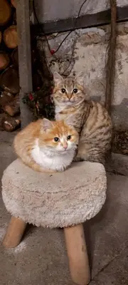 two cats are sitting on a stool at Къща Христини in Kalofer