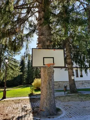 a basketball hoop on a tree in a park at Апартамент Лейк Вю, вила Флора, комплекс Маунтин лейк in Smolyan