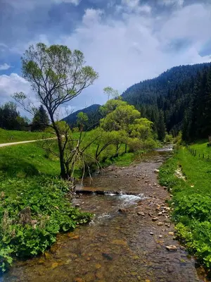 a stream with a tree in the middle of a field at Къща за гости Иглика in Trigrad