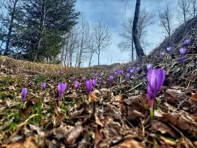a group of purple crocus flowers in the ground at Къща за гости Иглика in Trigrad