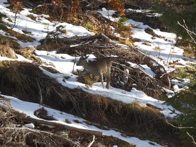 a ram standing in the snow on a snowy hill at Deer's Home at Elit Pamporovo in Pamporovo