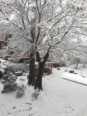 a tree with snow on it in a yard at Jasmine appart Metro station, 2BDR, FREE Parking in Sofia