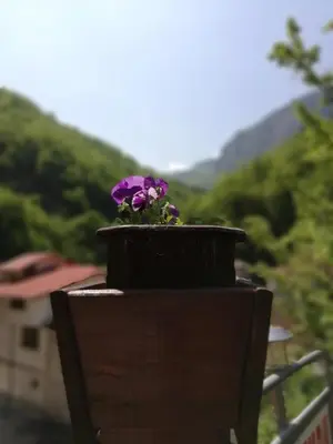 a purple flower in a pot on top of a building at Дом Бакалски-Кмета in Narechenski Bani